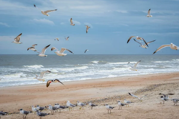 Flock of birds flying along the coastline of Amelia Island, Florida