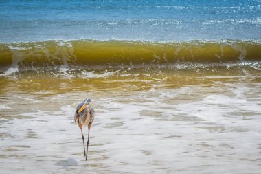 Perdido Key Eyalet Parkı, Florida 'da Büyük Mavi Balıkçıl