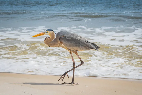 Un Grand Héron Bleu à Perdido Key State Park, Floride — Photo