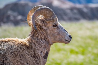 Badlands Milli Parkı alanında bir kadın Bighorn Koyun, Güney Dakota