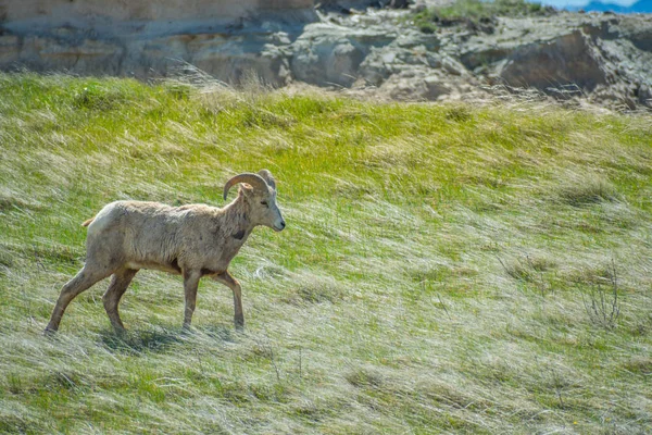 Una oveja Bighorn hembra en el campo del Parque Nacional Badlands, Dakota del Sur — Foto de Stock