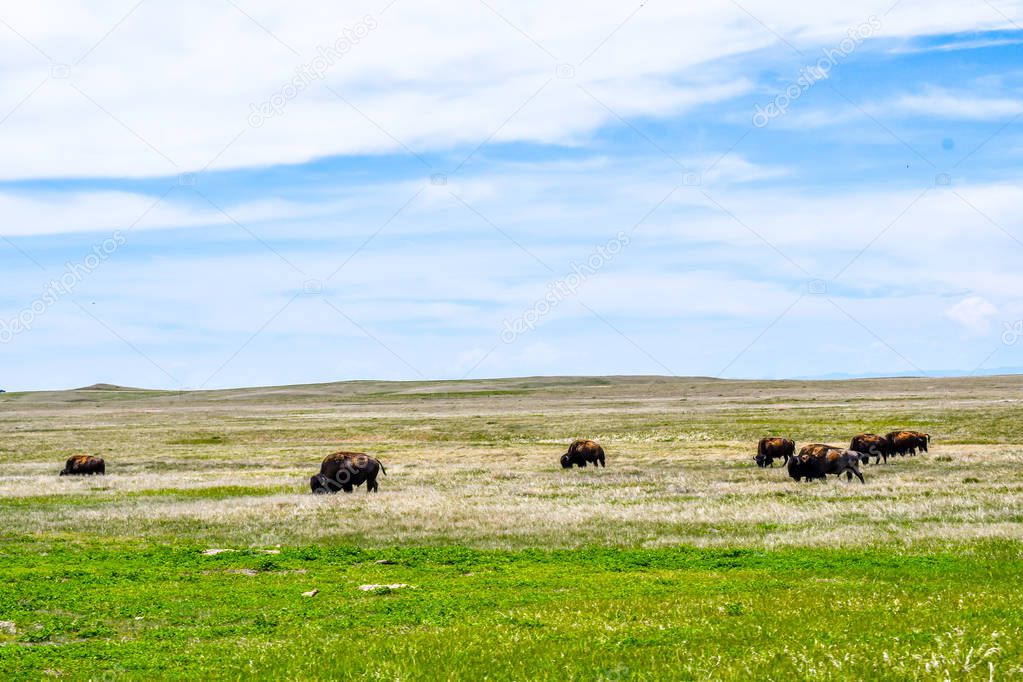 American Bison in the field of Badlands National Park, South Dakota