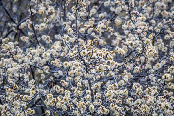 Ett fält med färgglada blommor i Custer State Park, South Dakota — Stockfoto