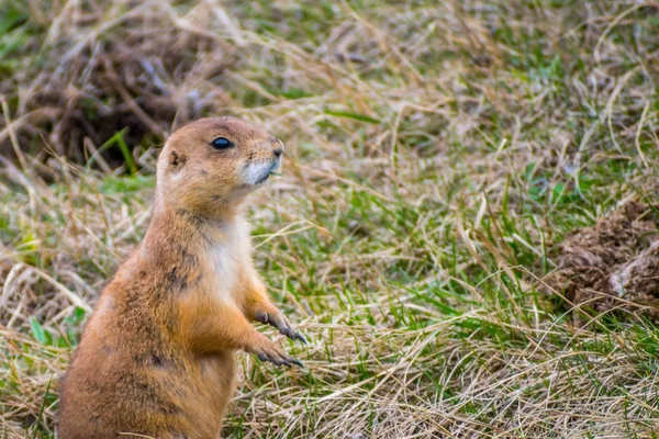 Prairie Dogs in Wind Cave National Park, South Dakota — Stock Photo, Image