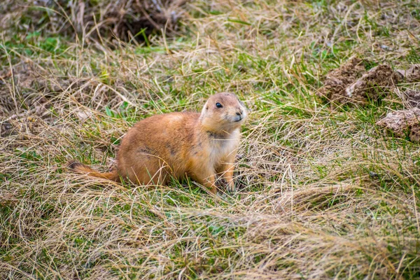 Prairie Dogs in Wind Cave National Park, South Dakota — Stock Photo, Image