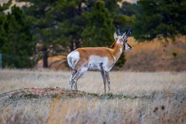 Pronghorn in the field of Wind Cave National Park, South Dakota — Stock Photo, Image