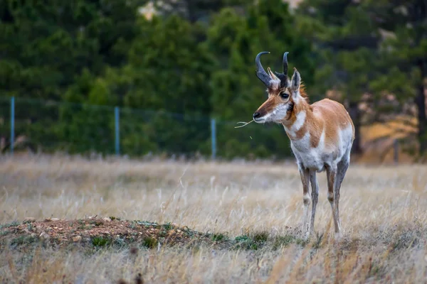 Pronghorn nel campo del Parco Nazionale delle Grotte del Vento, Dakota del Sud — Foto Stock