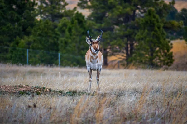 Pronghorn v oblasti větrných jeskynních národních parků v Jižní Dakotě — Stock fotografie