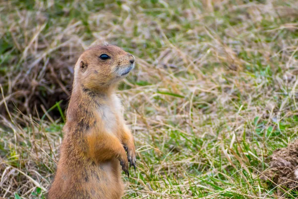 Prairie Dogs in Wind Cave National Park, South Dakota — Stock Photo, Image