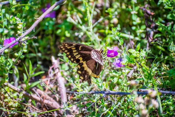 Aransas Nwr, Teksas'ta Turuncu Damalı Skipper — Stok fotoğraf