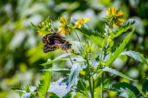 Aransas Nwr, Teksas'ta Turuncu Damalı Skipper — Stok fotoğraf