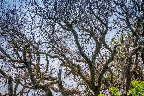 Uma árvore velha enorme em Aransas NWR, Texas — Fotografia de Stock