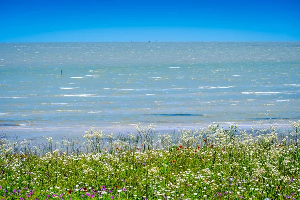 Ассорти красивых полевых цветов в Aransas NWR, Техас — стоковое фото