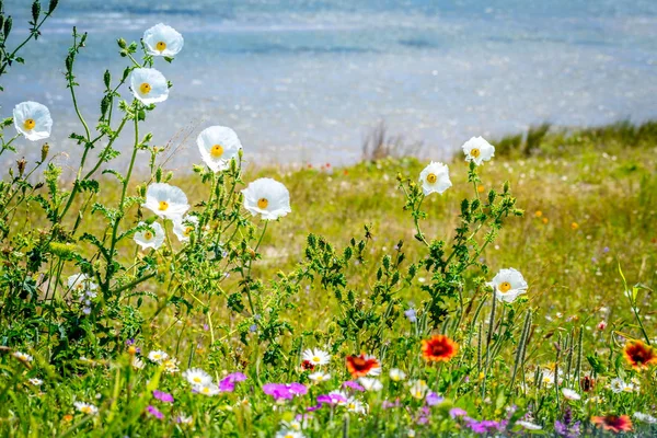 Assorted type of beautiful wildflowers in Aransas NWR, Texas — Free Stock Photo