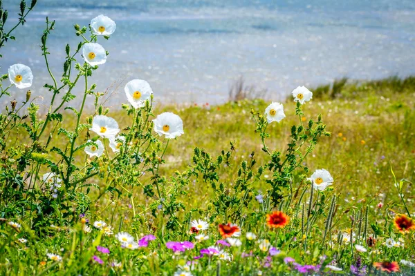 Diverse soorten prachtige wilde bloemen in Aransas nwr, Texas — Gratis stockfoto