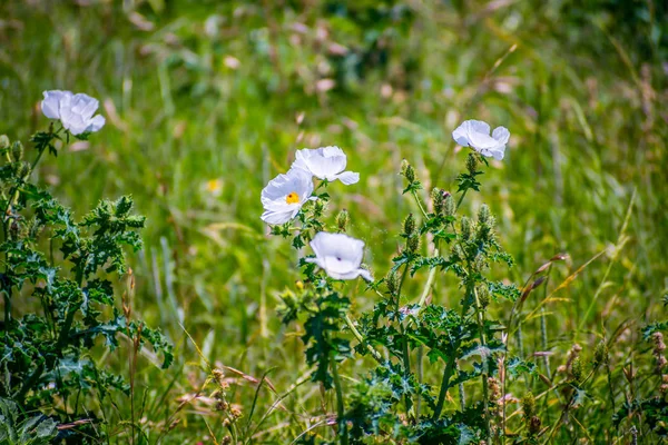 Burhead wilde bloemen in Aransas nwr, Texas — Stockfoto