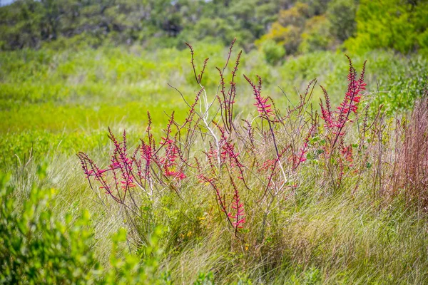 Fagioli di Corallo fiori selvatici in Aransas NWR, Texas — Foto Stock