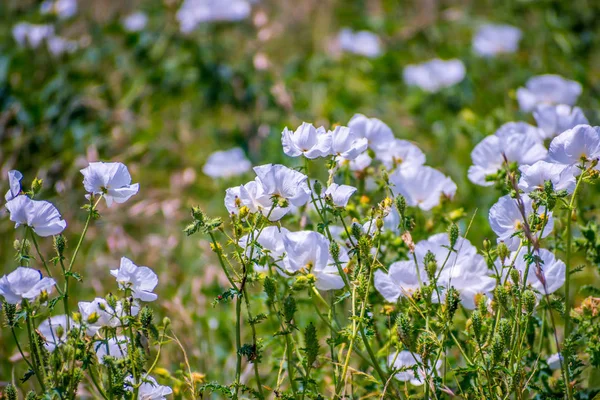 Burhead польові квіти в Арансас Нwr, штат Техас — стокове фото