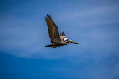 Padre Island Ns, Teksas kıyı şeridi boyunca uçan Kahverengi Pelikanlar