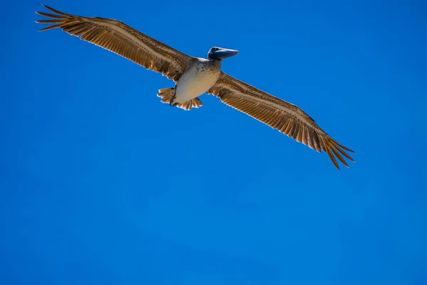 Pelicanos castanhos voando ao longo da costa de Padre Island NS, Texas — Fotografia de Stock