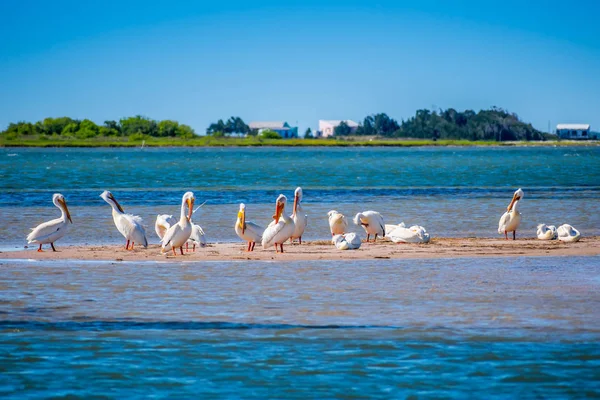 Padre Island Ns, Teksas'ta dinleniyor amerikan beyaz pelikan bir grup