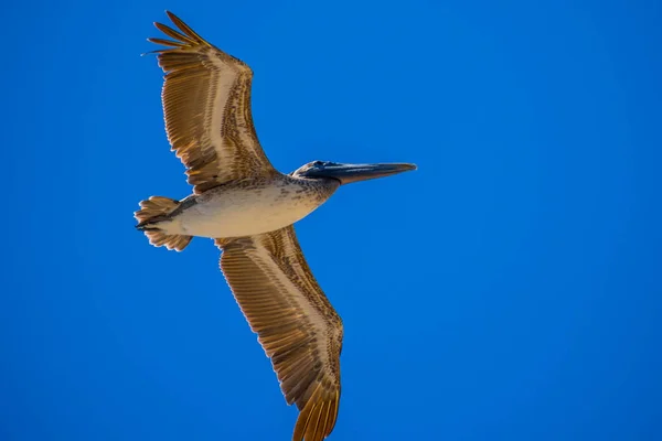 Pelicanos castanhos voando ao longo da costa de Padre Island NS, Texas — Fotografia de Stock