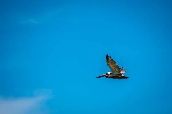 Brown Pelicans che vola lungo la costa di Padre Island NS, Texas — Foto Stock