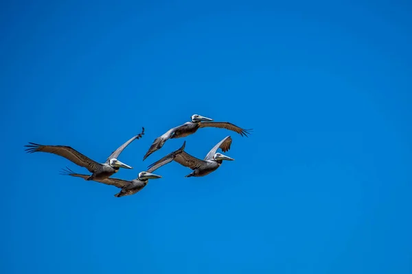 Pelicanos castanhos voando ao longo da costa de Padre Island NS, Texas — Fotografia de Stock