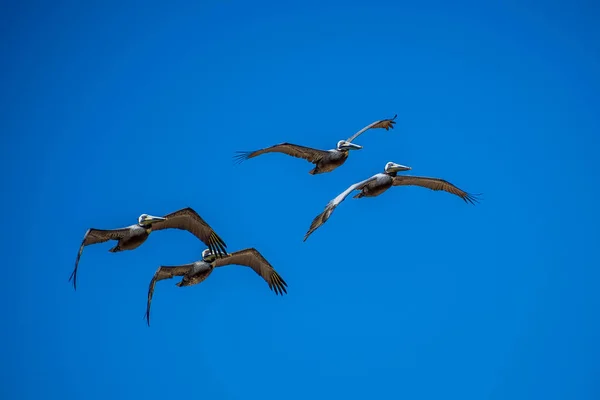 Pelicanos castanhos voando ao longo da costa de Padre Island NS, Texas — Fotografia de Stock