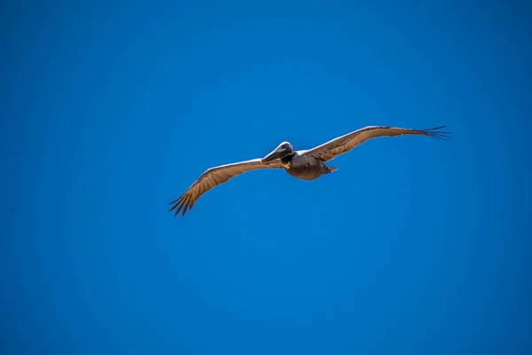 Brown Pelicans che vola lungo la costa di Padre Island NS, Texas — Foto Stock