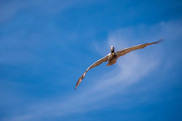 Pelícanos Marrones volando a lo largo de la costa de Padre Island NS, Texas —  Fotos de Stock