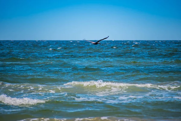 Коричневые пеликаны летают вдоль побережья острова Падре в Техасе — стоковое фото