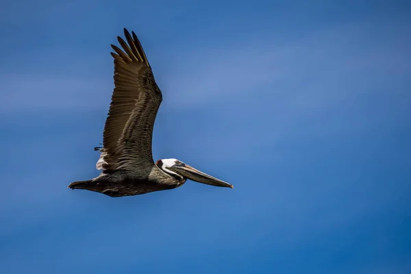 Pelicanos castanhos voando ao longo da costa de Padre Island NS, Texas — Fotografia de Stock