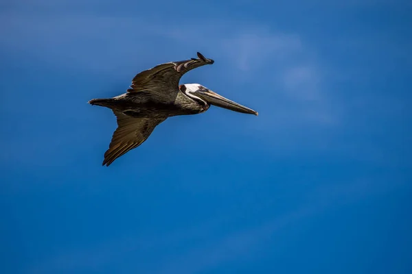 Pelicanos castanhos voando ao longo da costa de Padre Island NS, Texas — Fotografia de Stock