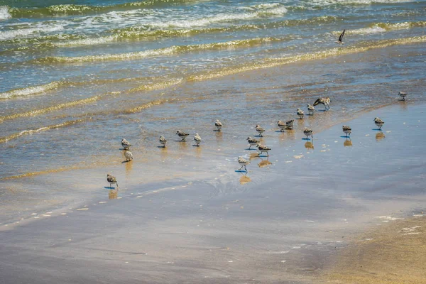 Vogelschwärme fliegen entlang der Küste von Padre Island ns, Texas — Stockfoto