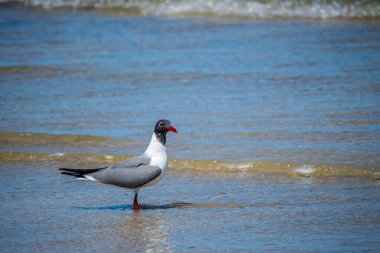 Texas Padre Island N 'de Gülen Martı