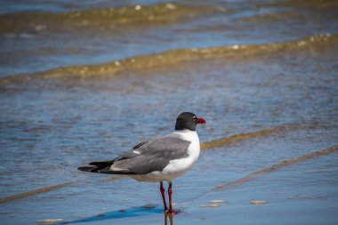 Texas Padre Island N 'de Gülen Martı