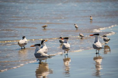 Padre Island N 'deki Royal Tern Birds grubu.