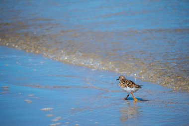 Rudy Turnstone Kuşu Padre Island N 'de.