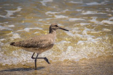Padre Island N 'de bir Willet Bird.
