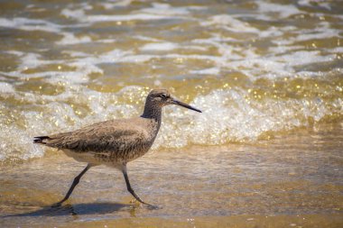 Padre Island N 'de bir Willet Bird.