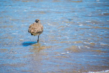 Padre Island N 'de bir Willet Bird.