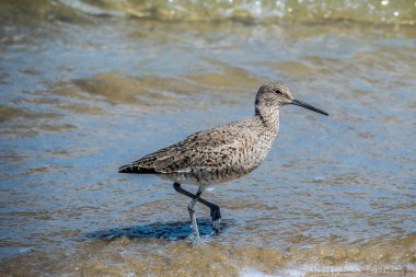 Padre Island N 'de bir Willet Bird.