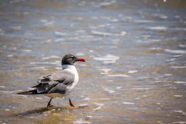 Mouette rieuse à Padre Island NS, Texas — Photo