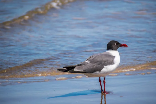 Mouette rieuse à Padre Island NS, Texas — Photo