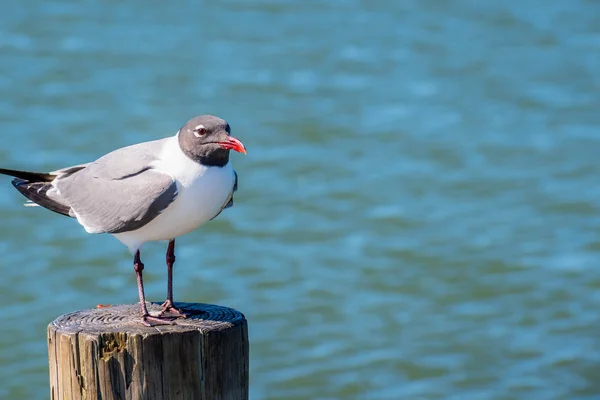 A Laughing Gull in Padre Island NS, Texas — Stock Photo, Image