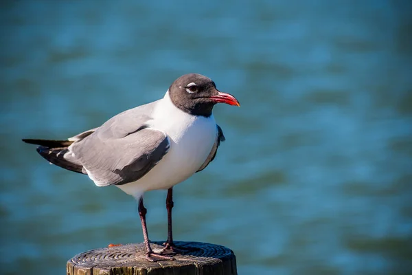 A Laughing Gull in Padre Island NS, Texas — Stock Photo, Image