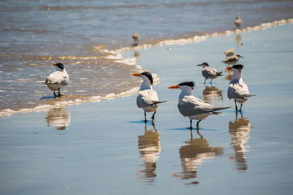 Csoportja Royal Tern Birds Padre Island Ns, Texas — Stock Fotó