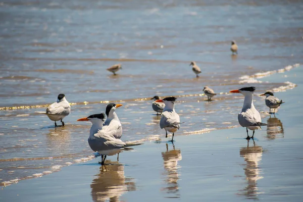 Группа королевских птиц в Падре, Техас — стоковое фото