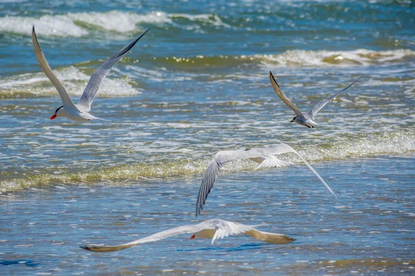 Gruppe königlicher Seeschwalben in Padre island ns, Texas — Stockfoto